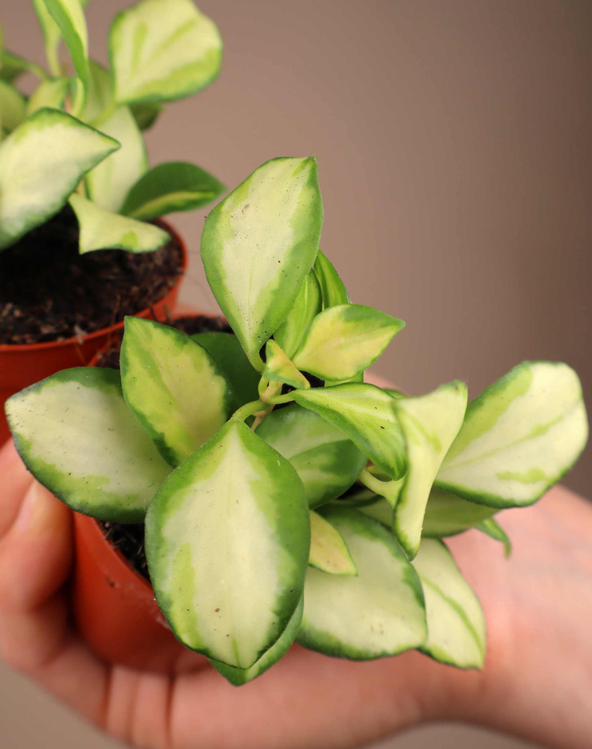 Hoya heuschkeliana variegata