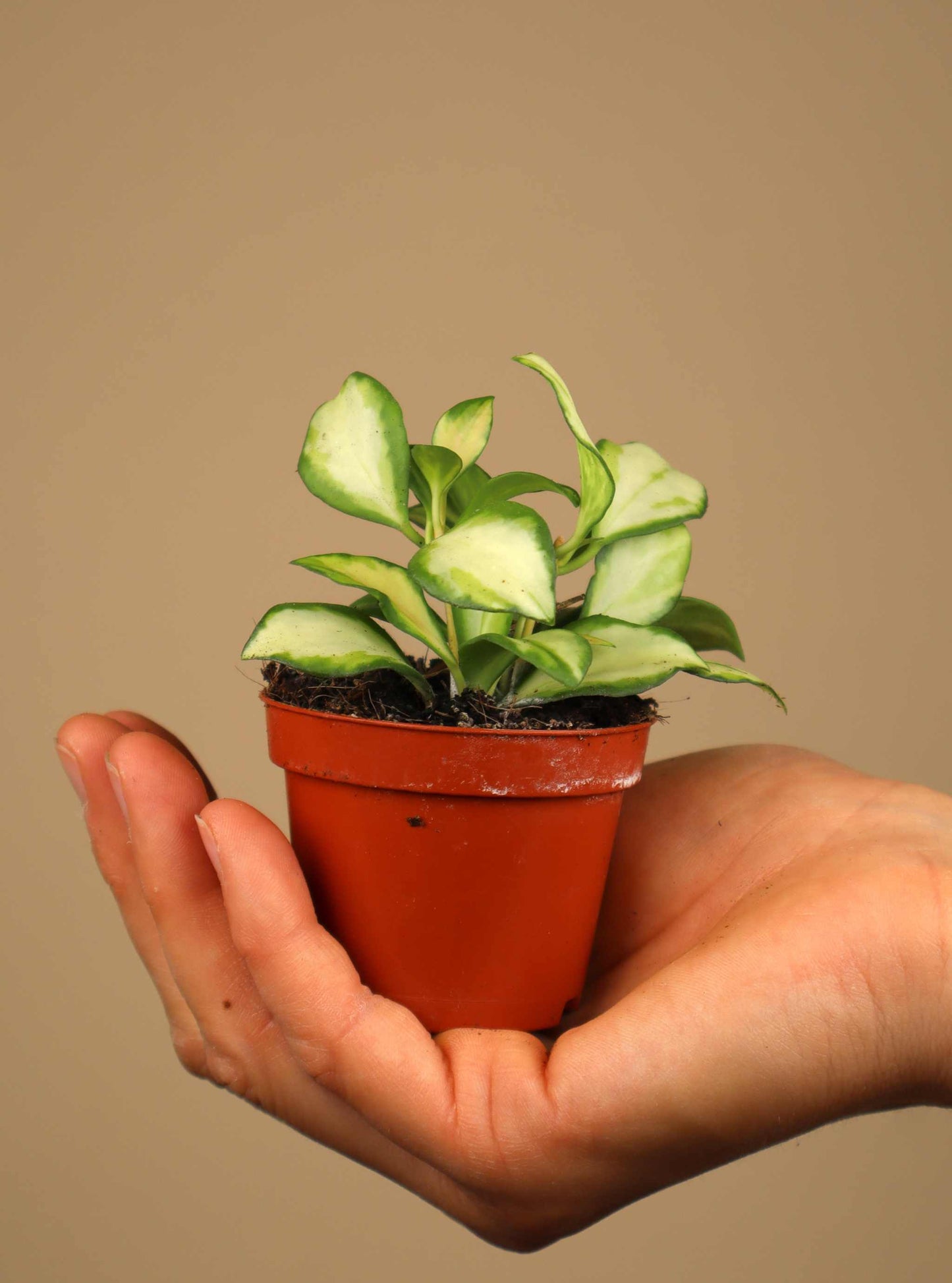 Hoya heuschkeliana variegata