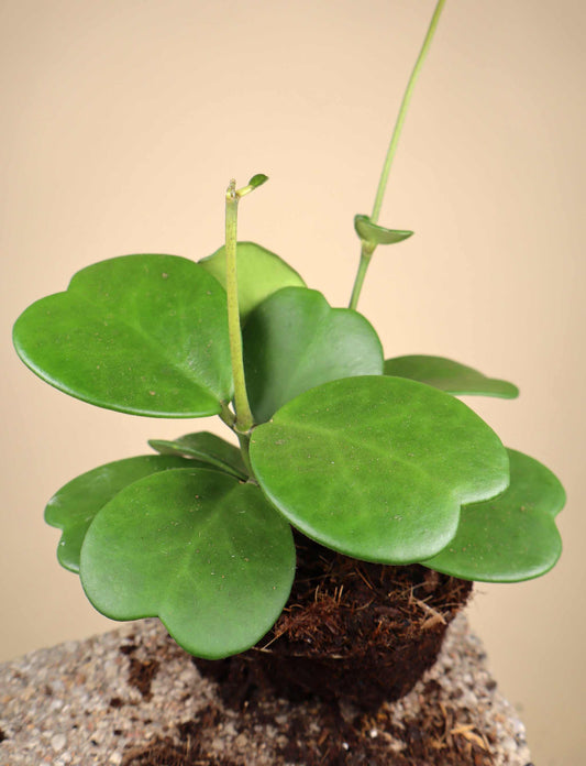 Hoya kerrii