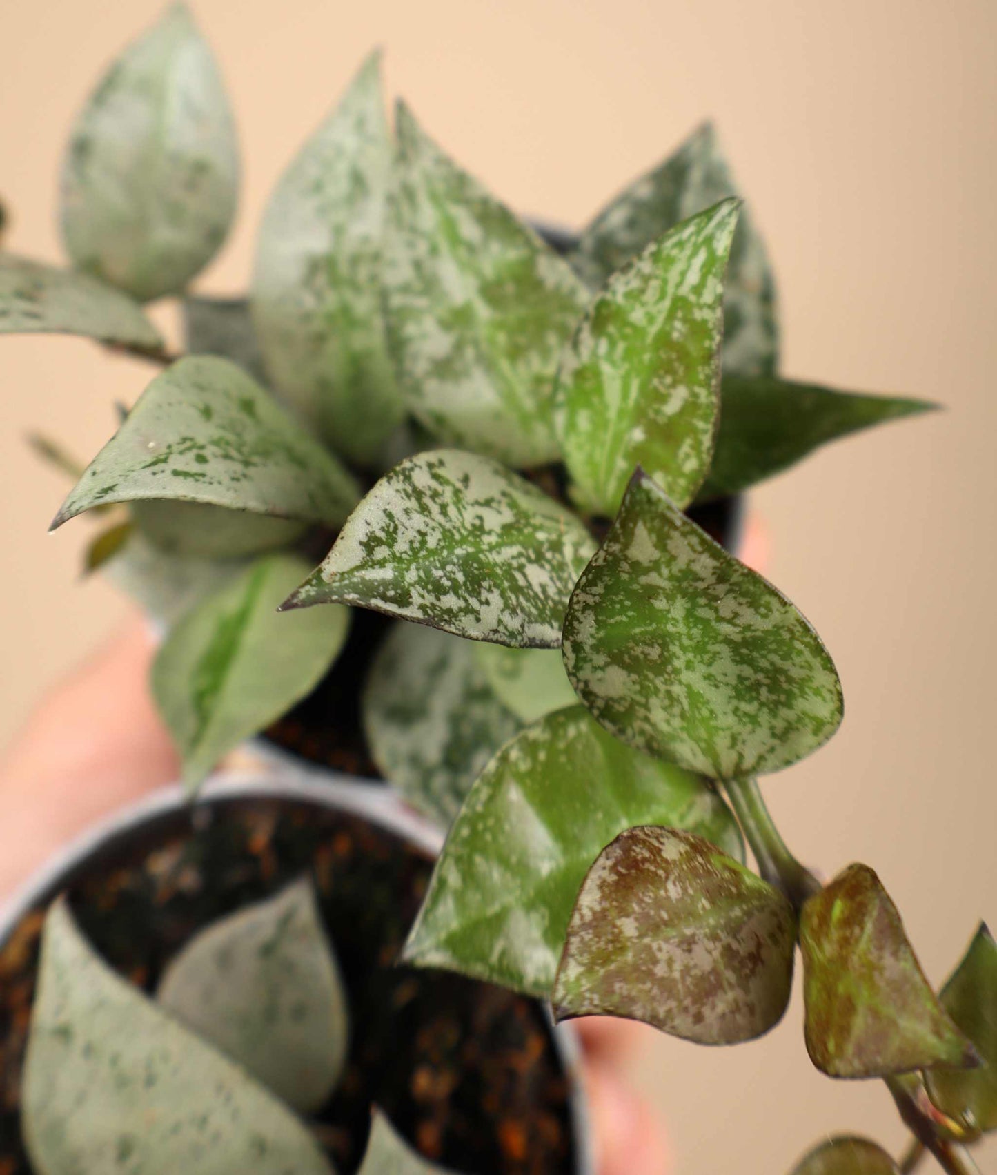 Hoya krohniana 'Eskimo'
