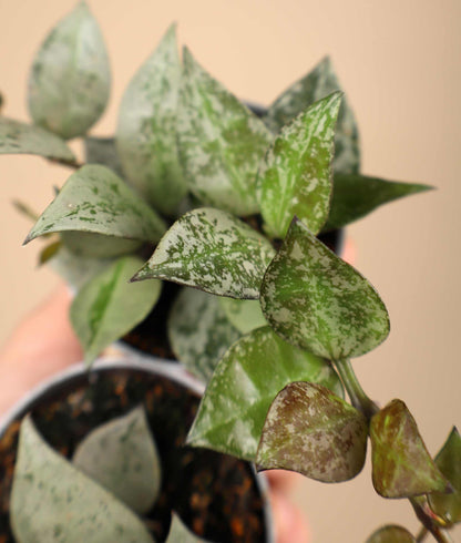 Hoya krohniana 'Eskimo'