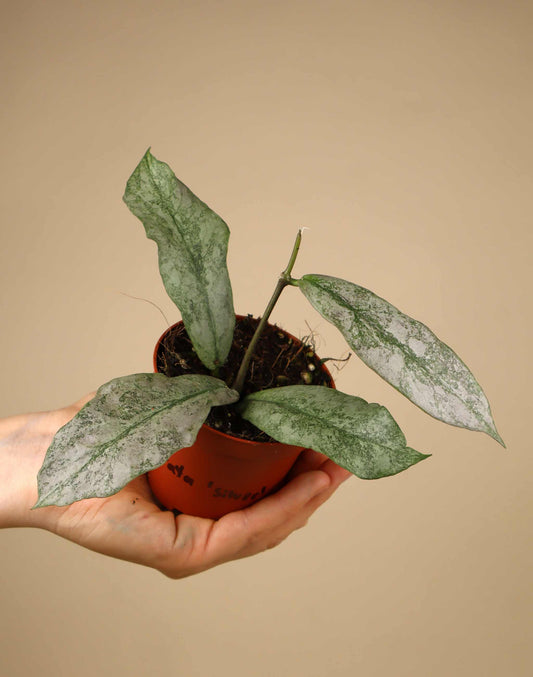 Hoya mitrata 'Silver'