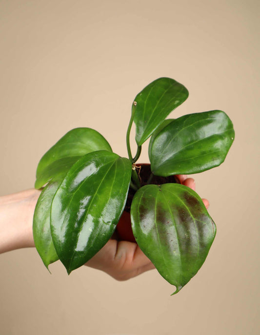 Hoya quinquenervia