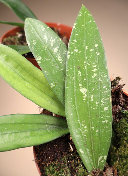 Hoya sp. Bengkulu (Rindu Rafflesia)