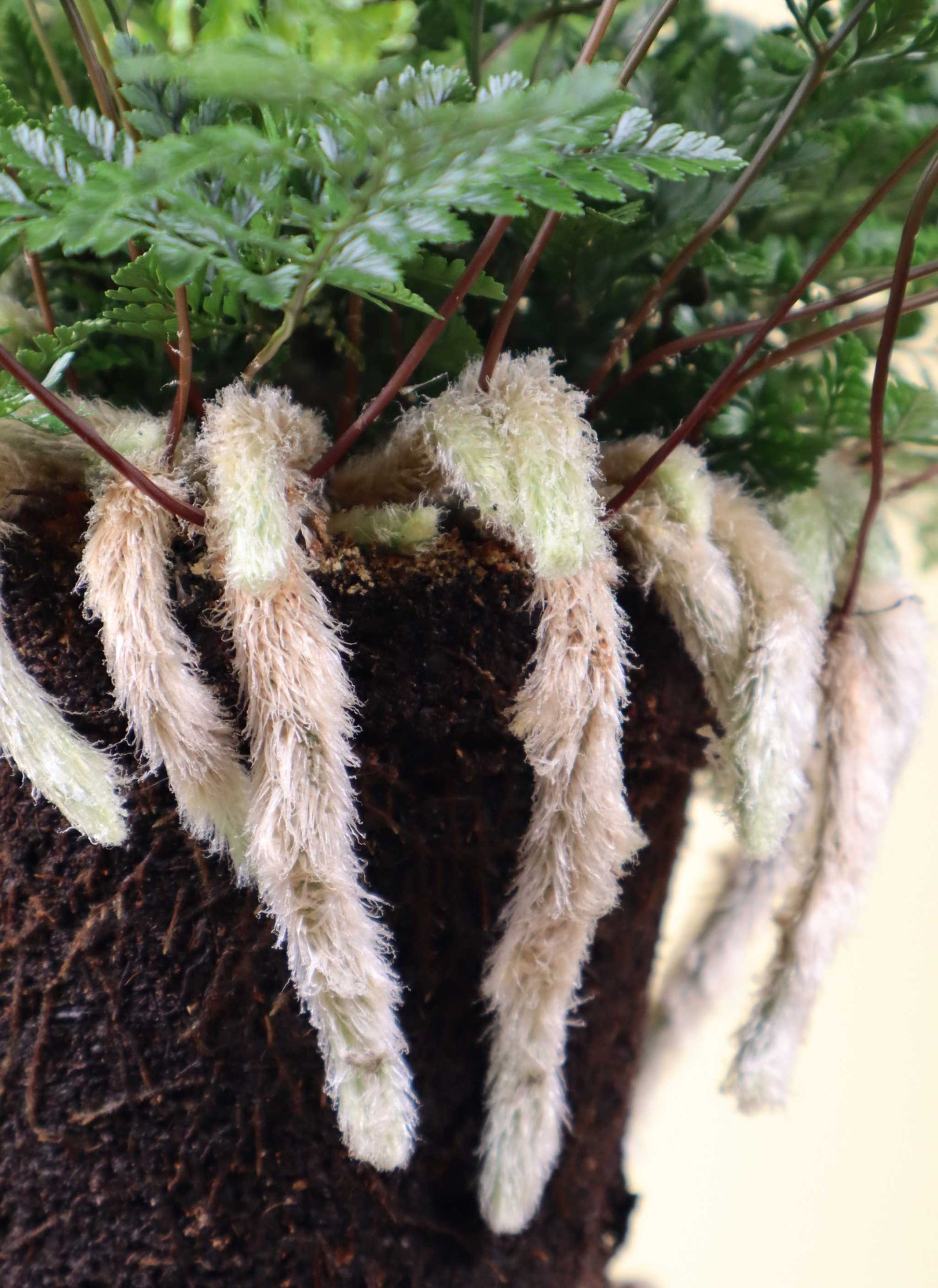 spider leg fern plant Humata Tyermannii 'Spider Fern' For Sale