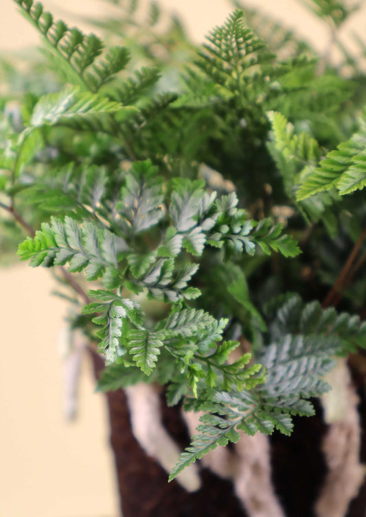 Humata tyermannii 'Spindelbräken'