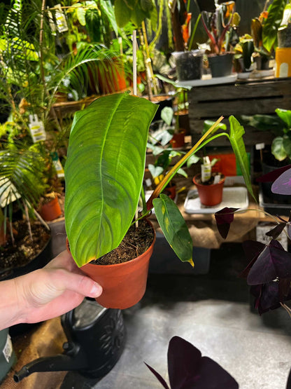 Philodendron Sharoniae