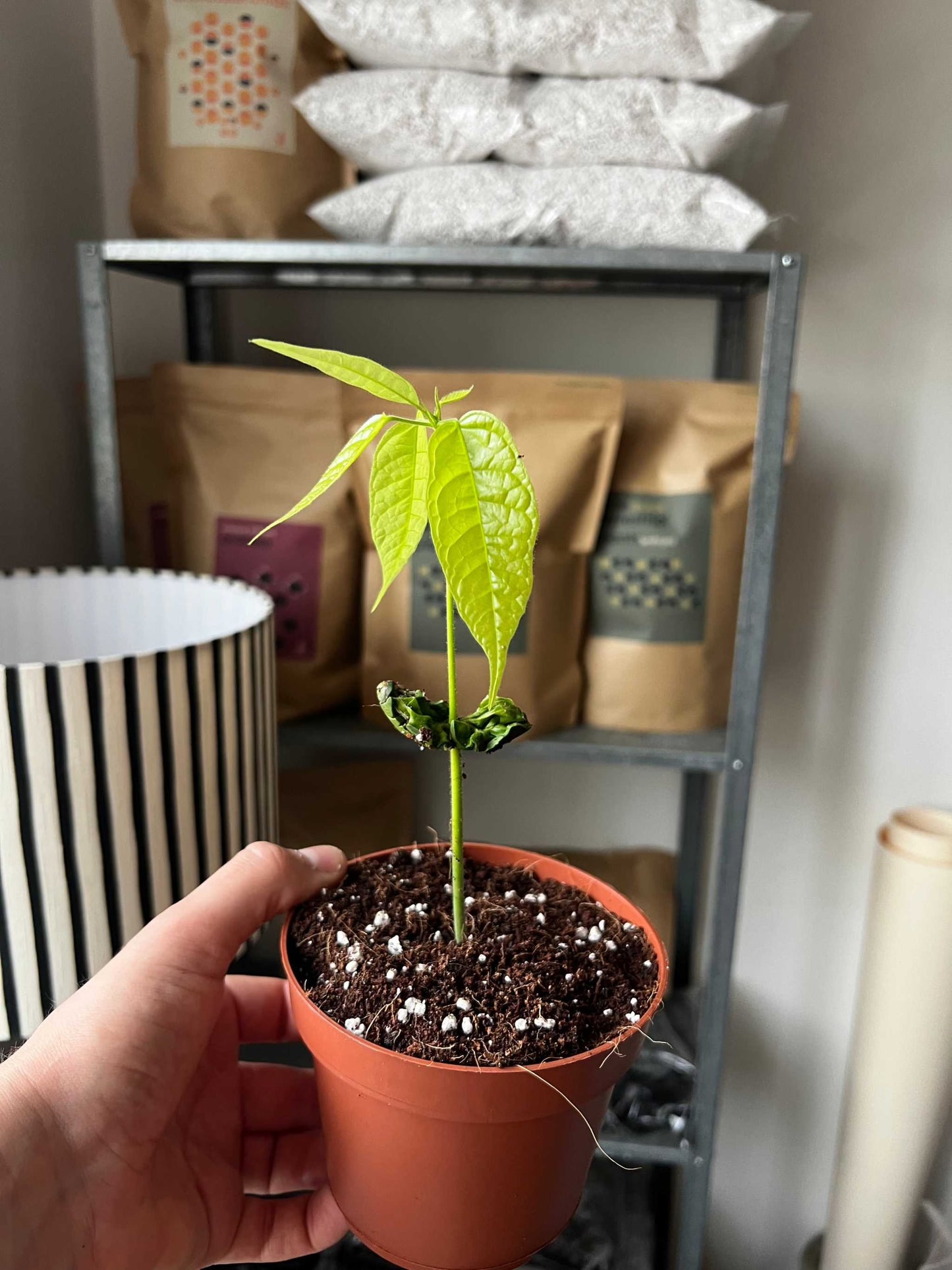 Cacao tree, 'Theobroma cacao'
