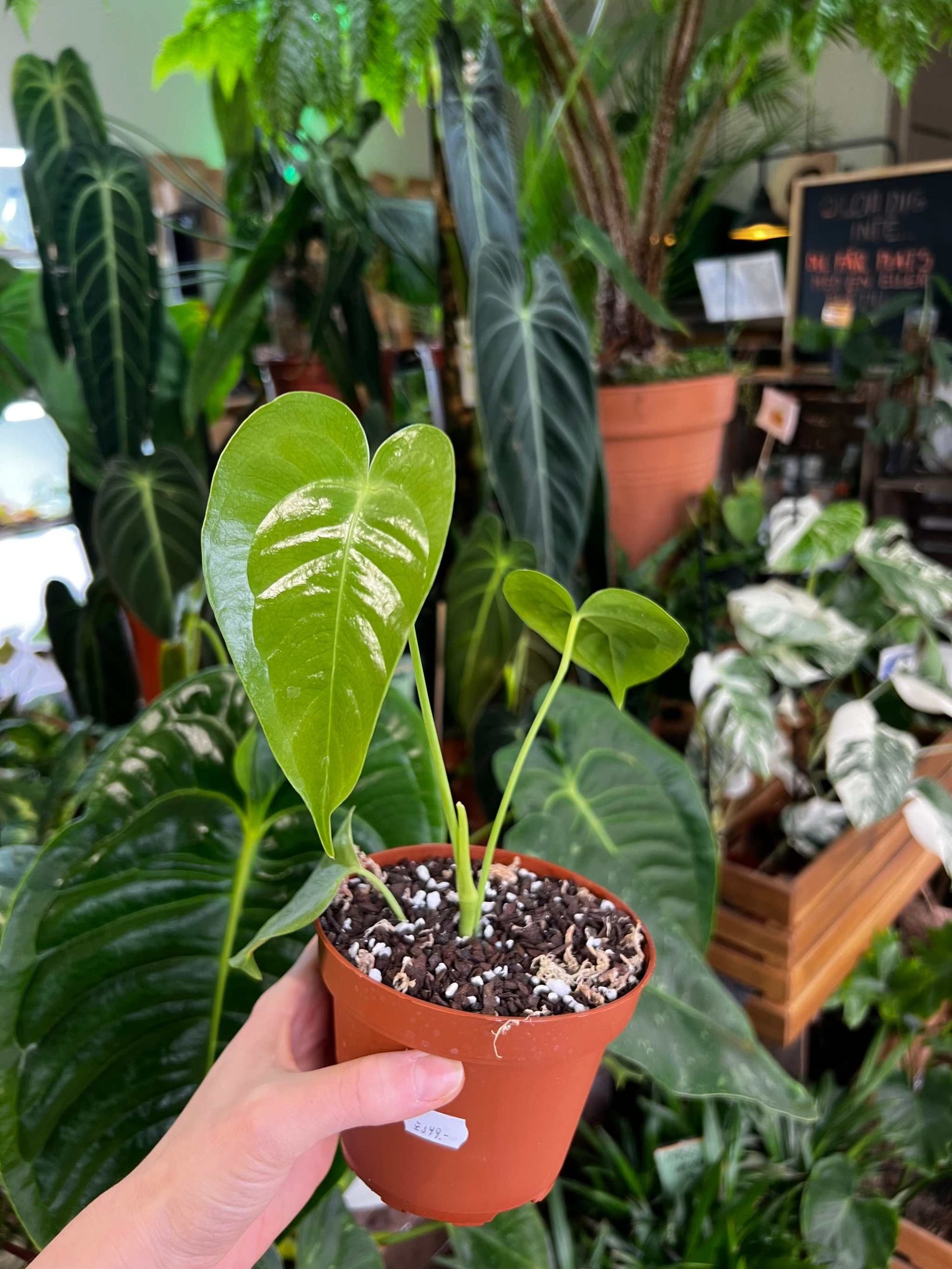 anthurium veitchii moss pole Anthurium veitchii For Sale | Buy Unusual Plants Online