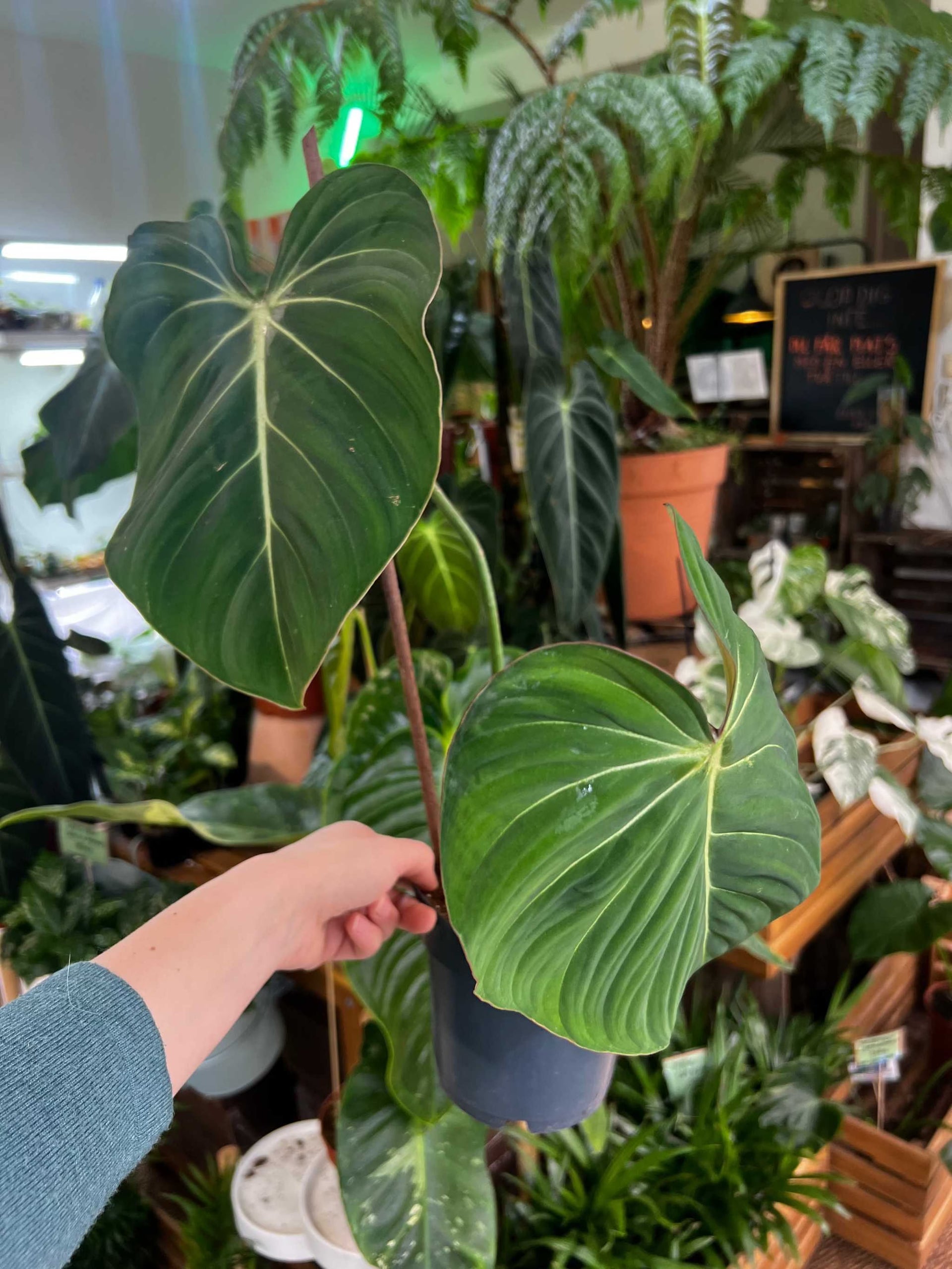 philodendron gloriosum sverige Philodendron gloriosum | Rare houseplants for sale