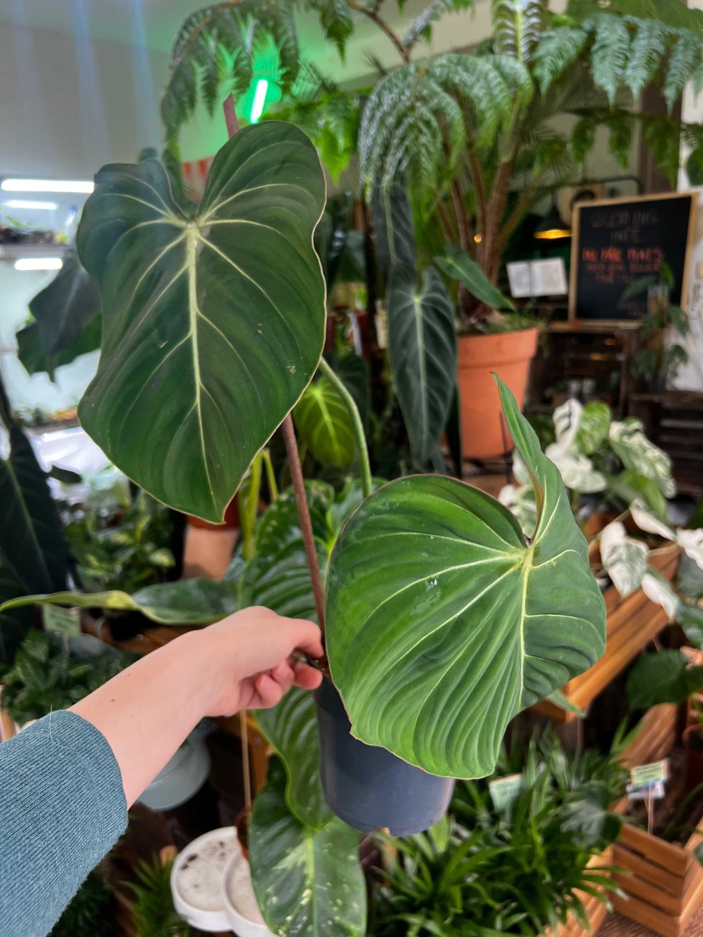 Philodendron gloriosum