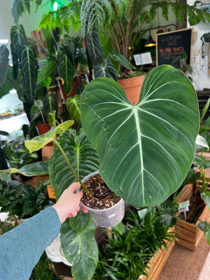 Philodendron gloriosum