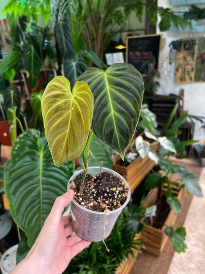 Philodendron splendid (verrucosum x melanochrysum)