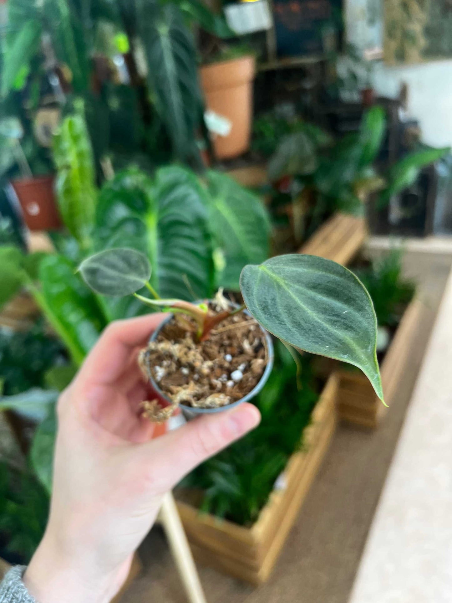 Philodendron rubrijuvenile 'El Choco Red'