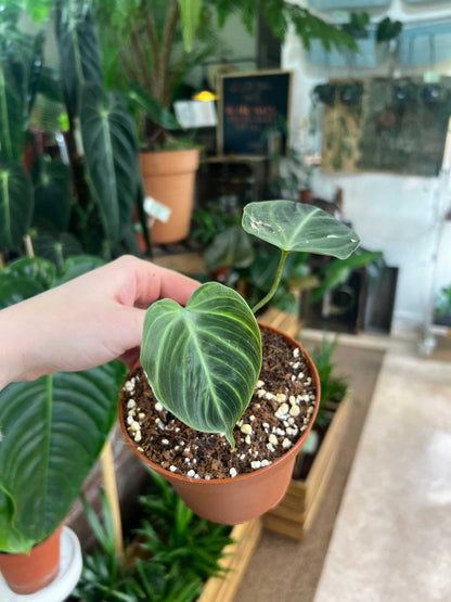 Philodendron rubrijuvenile 'El Choco Red'