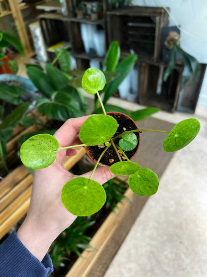 Pilea peperomioides 'Mojito'