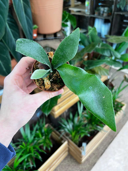 Platycerium bifurcatum | Älghornsbräken