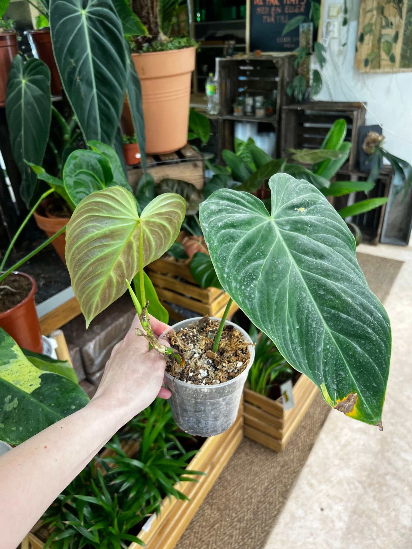 Philodendron splendid (verrucosum x melanochrysum)