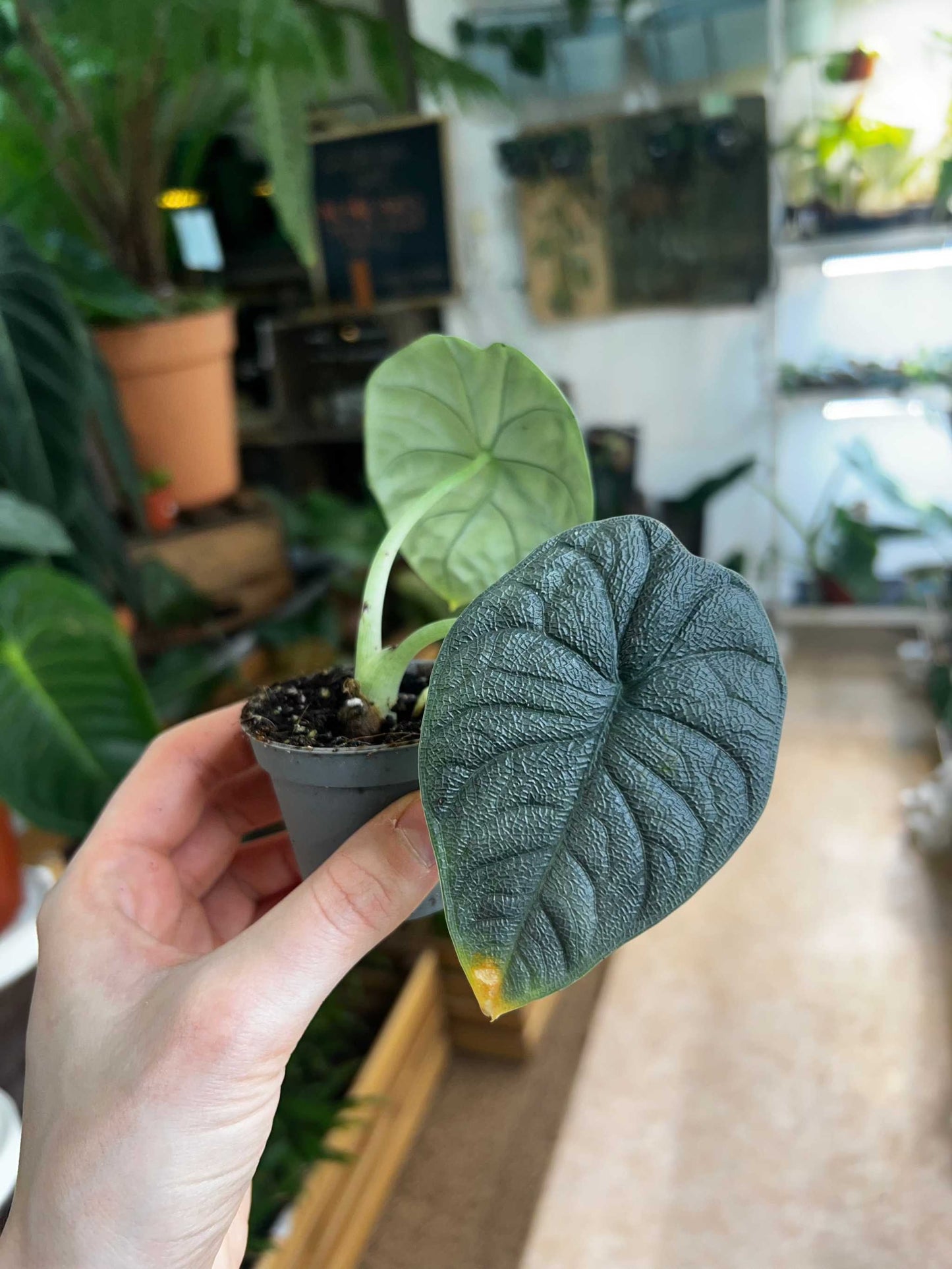 Alocasia melo 