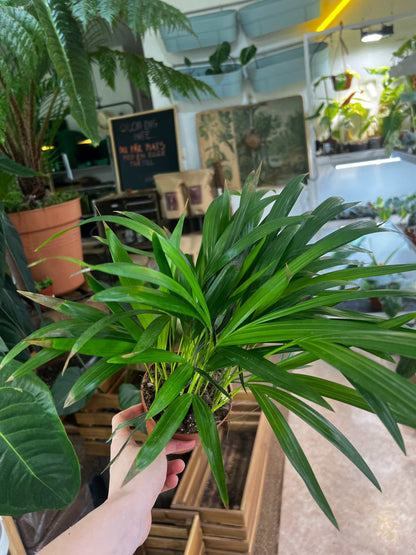 Dypsis lutescens | Areca palm