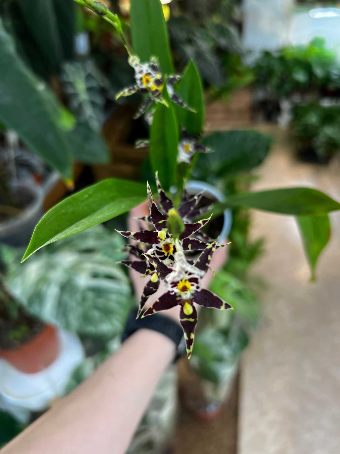 Oncidium Orchidee