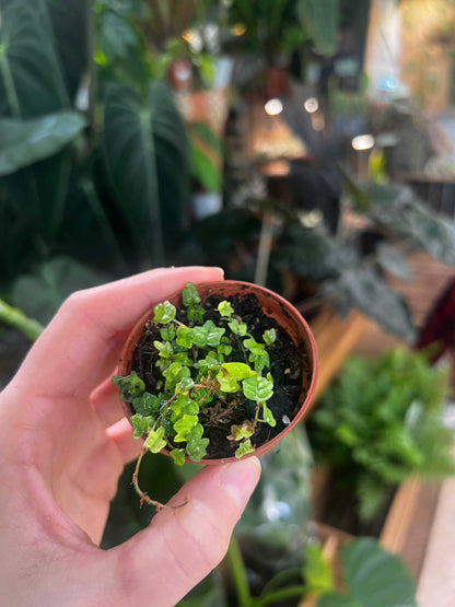 Ficus pumila 'Kletterfeige'