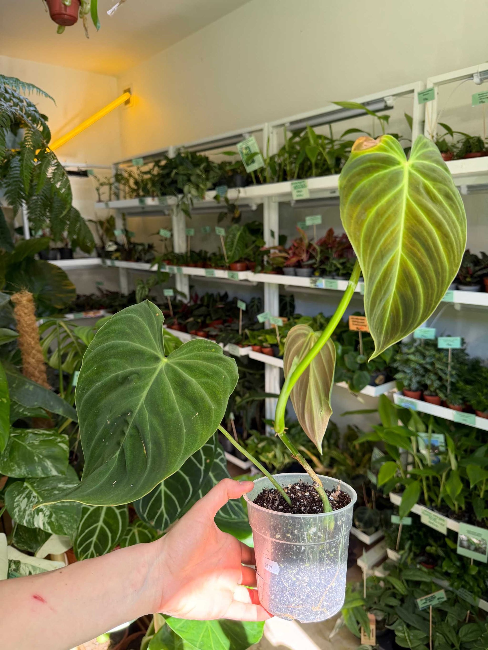 Philodendron splendid  Ungewhnliche Pflanzen online kaufen  Ferns.se   Ormbunker