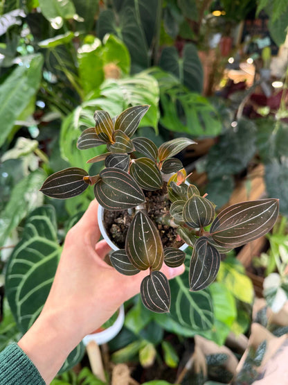 Ludisia discolor 'Juvelorkidé'
