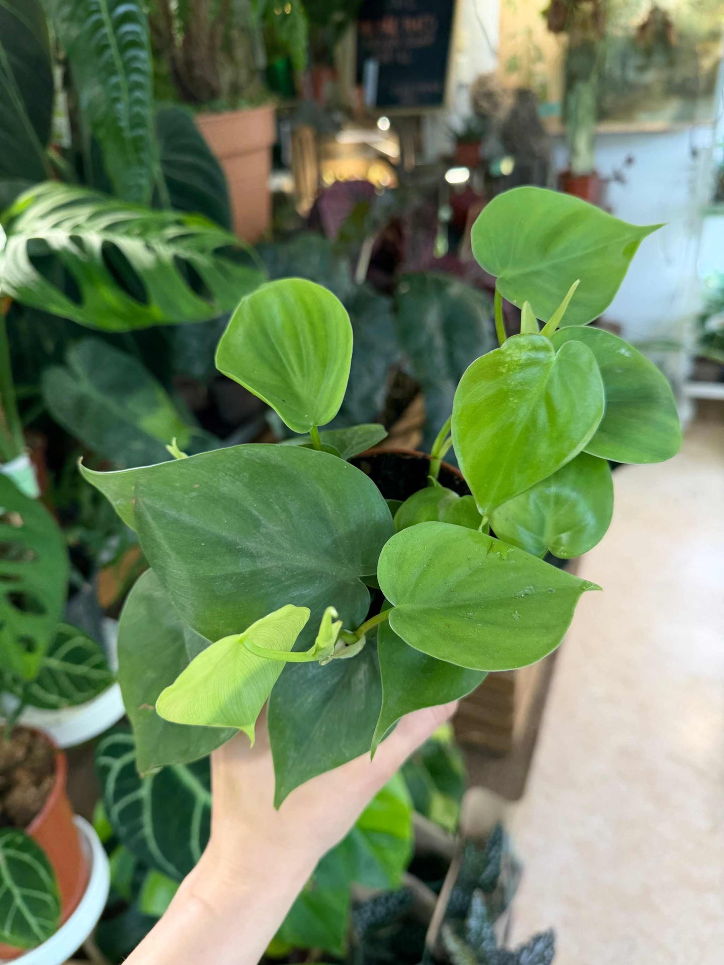 Philodendron hederaceum (klätterkalla)