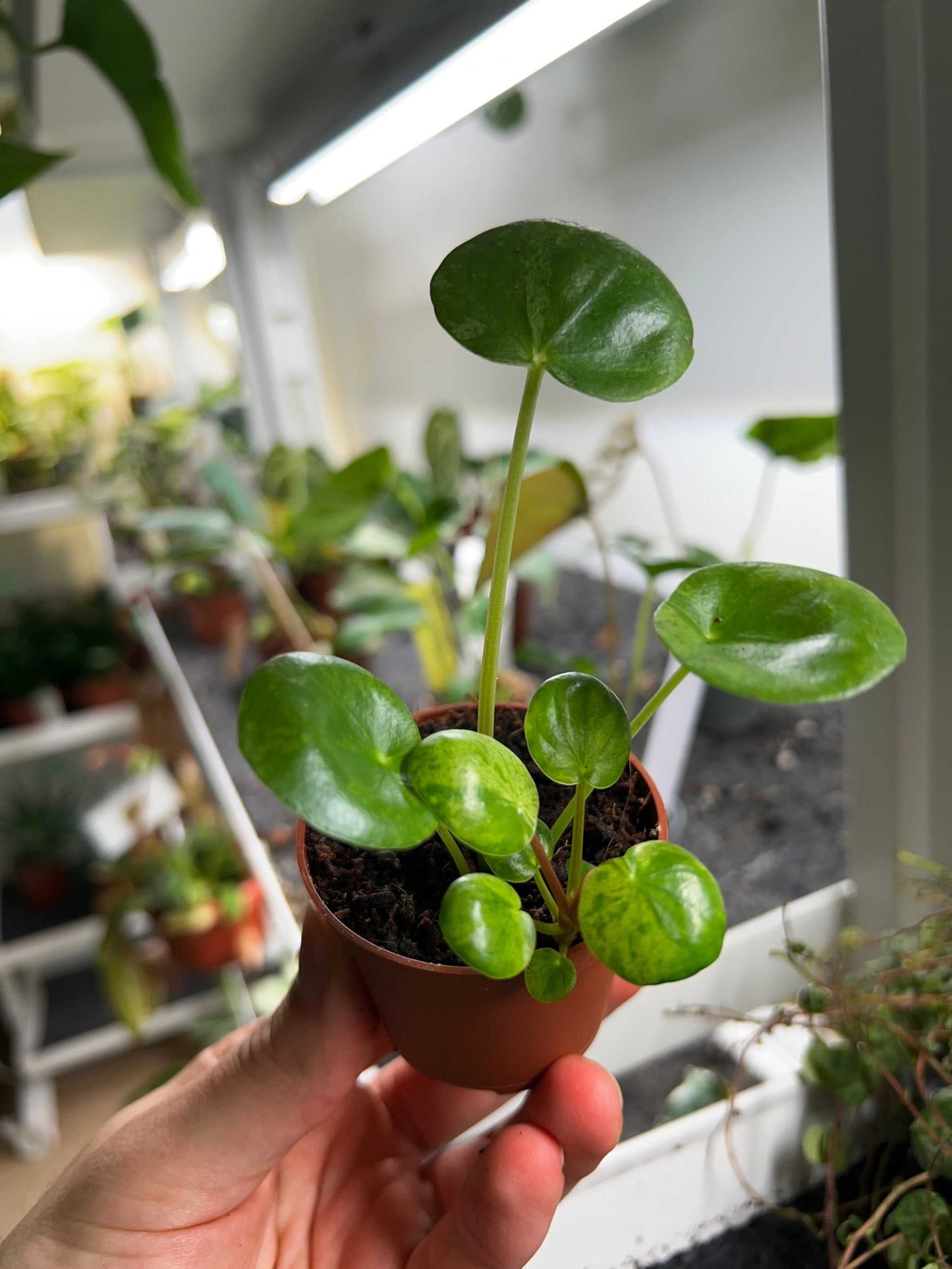 Pilea peperomioides 'Mojito'