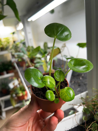 Pilea peperomioides 'Mojito'