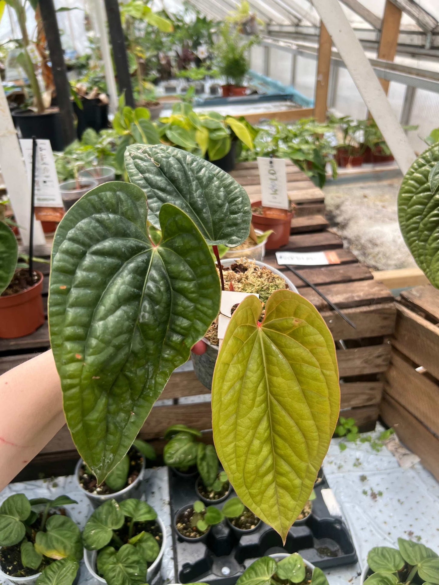 Anthurium luxurians x radicans