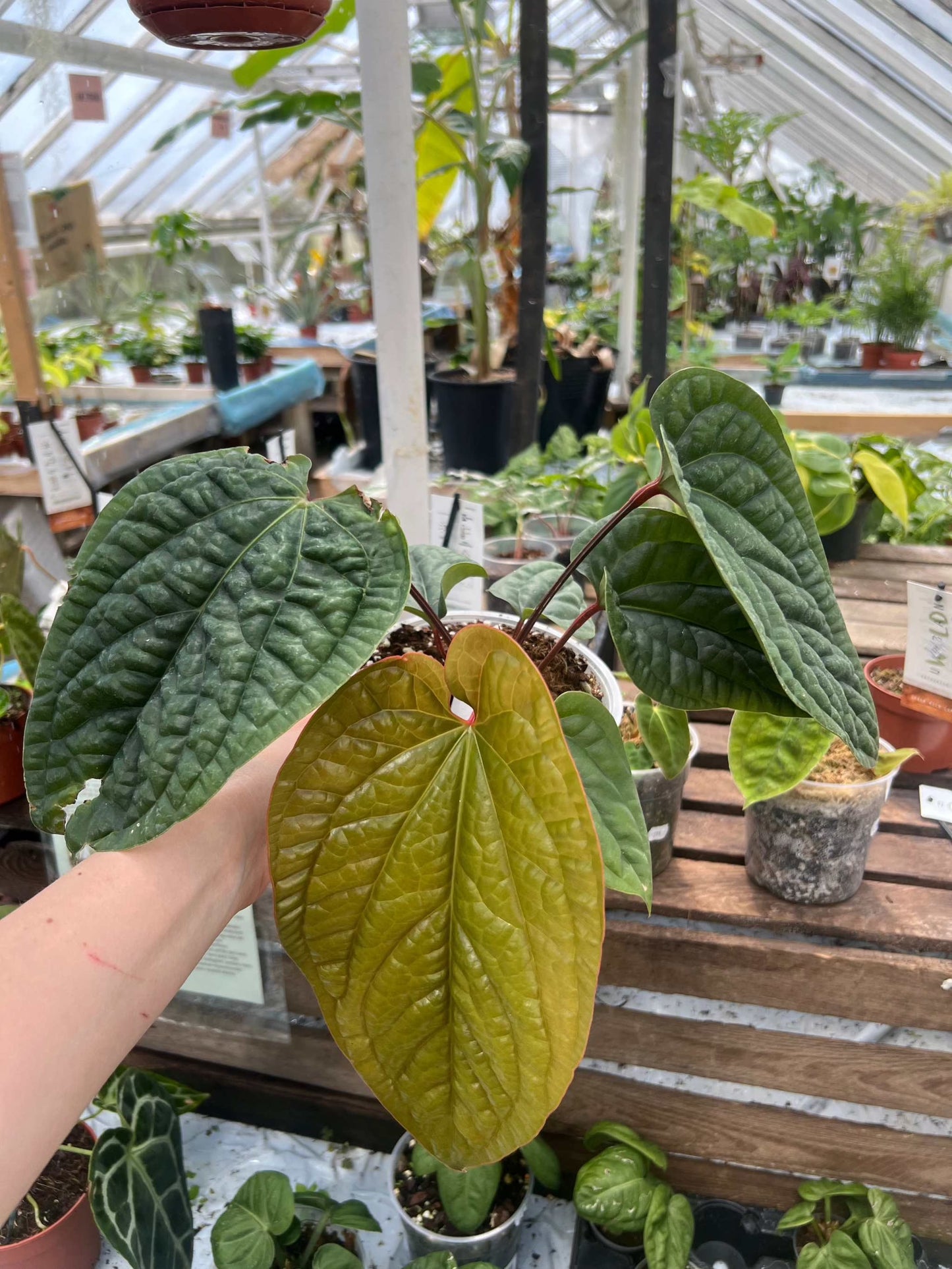 Anthurium luxurians x radicans