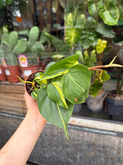 Philodendron hederaceum 'Brasil' (Klätterkalla)