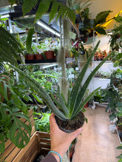 Aloe vera (True aloe)