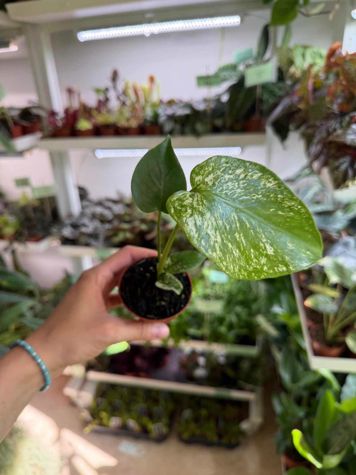 Monstera ‘Devil Monster’