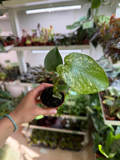 Monstera ‘Devil Monster’