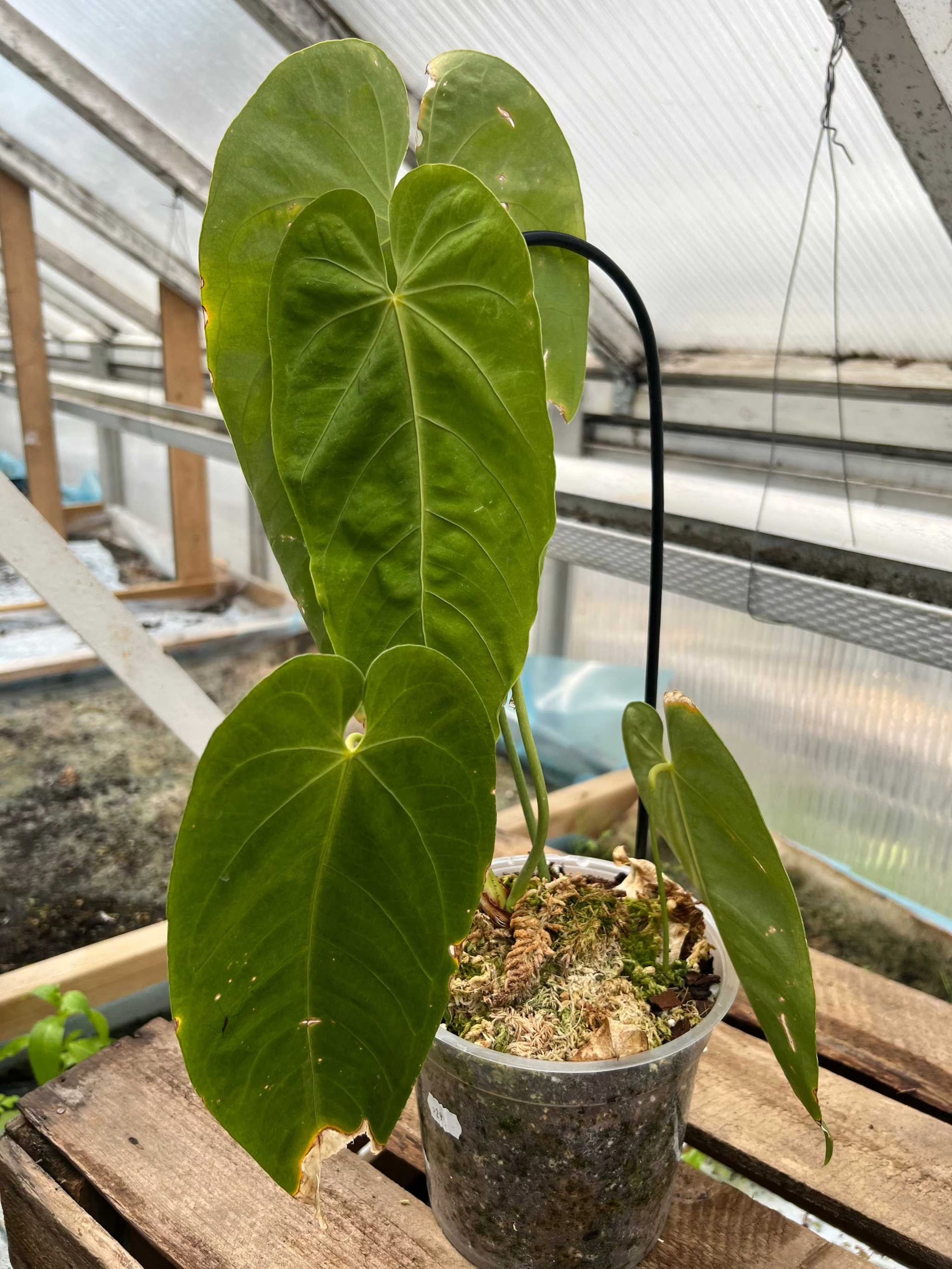 anthurium queremalense Anthurium Queremalense | Buy Unusual Houseplants Online