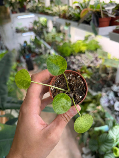 Pilea peperomioides 'Mojito'