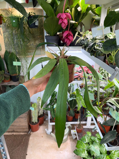 Anthurium vittariifolium