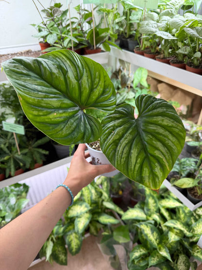 Philodendron plowmanii