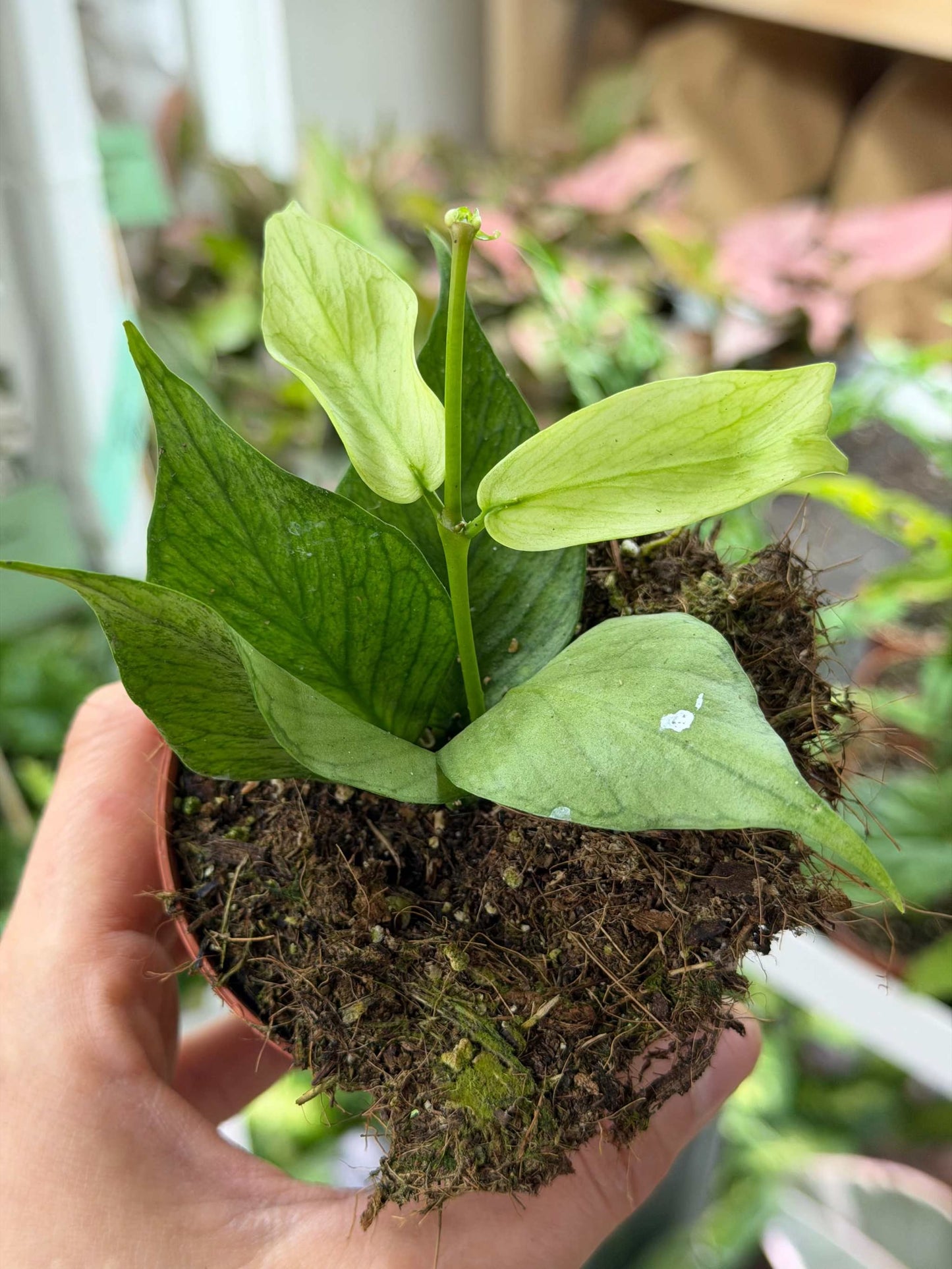 Hoya polyneura