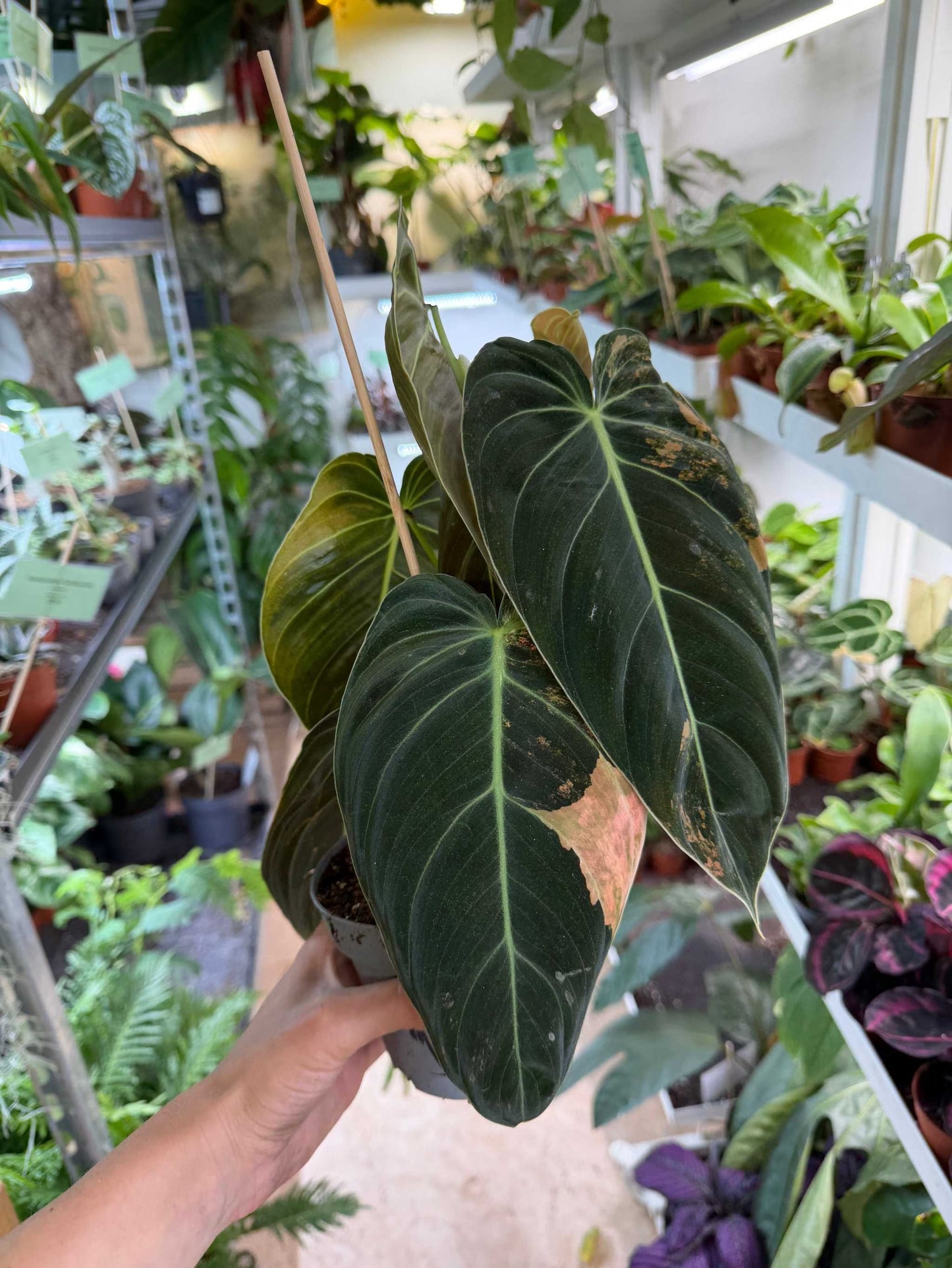 Philodendron melanochrysum Pink Variegated