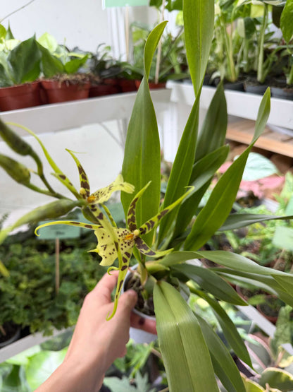 Orchideen-Mix | Verschiedene Sorten