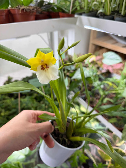 Orchideen-Mix | Verschiedene Sorten