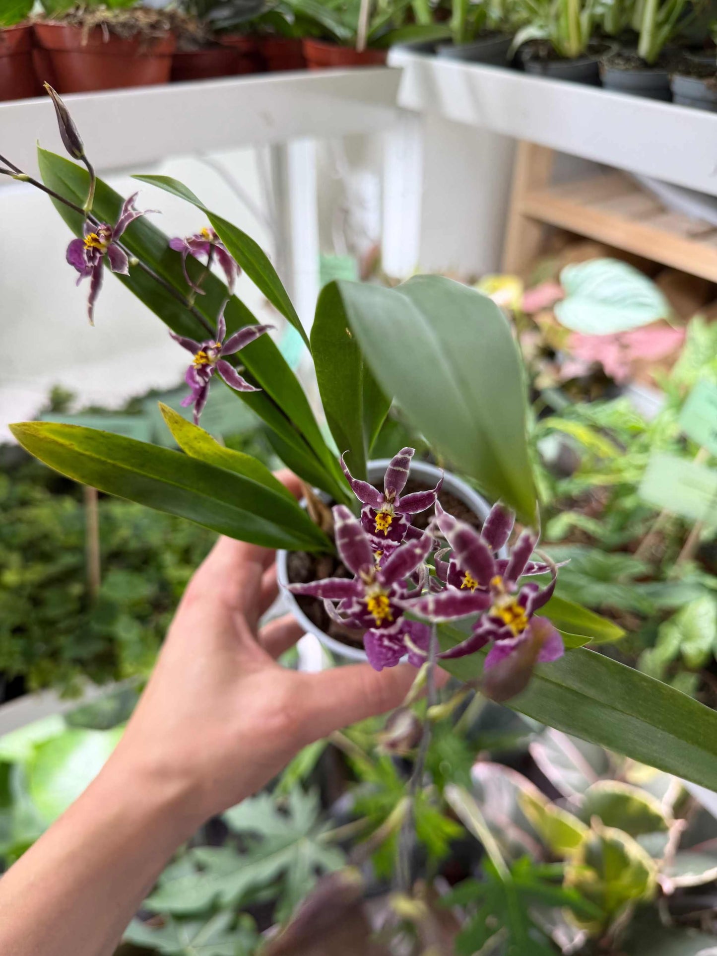 Oncidium 'Titanium treasure'