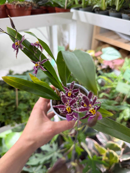 Oncidium 'Titanium treasure'