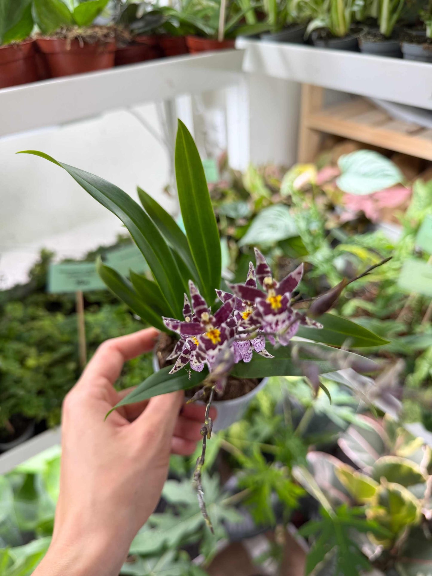 Oncidium 'Titanium treasure'