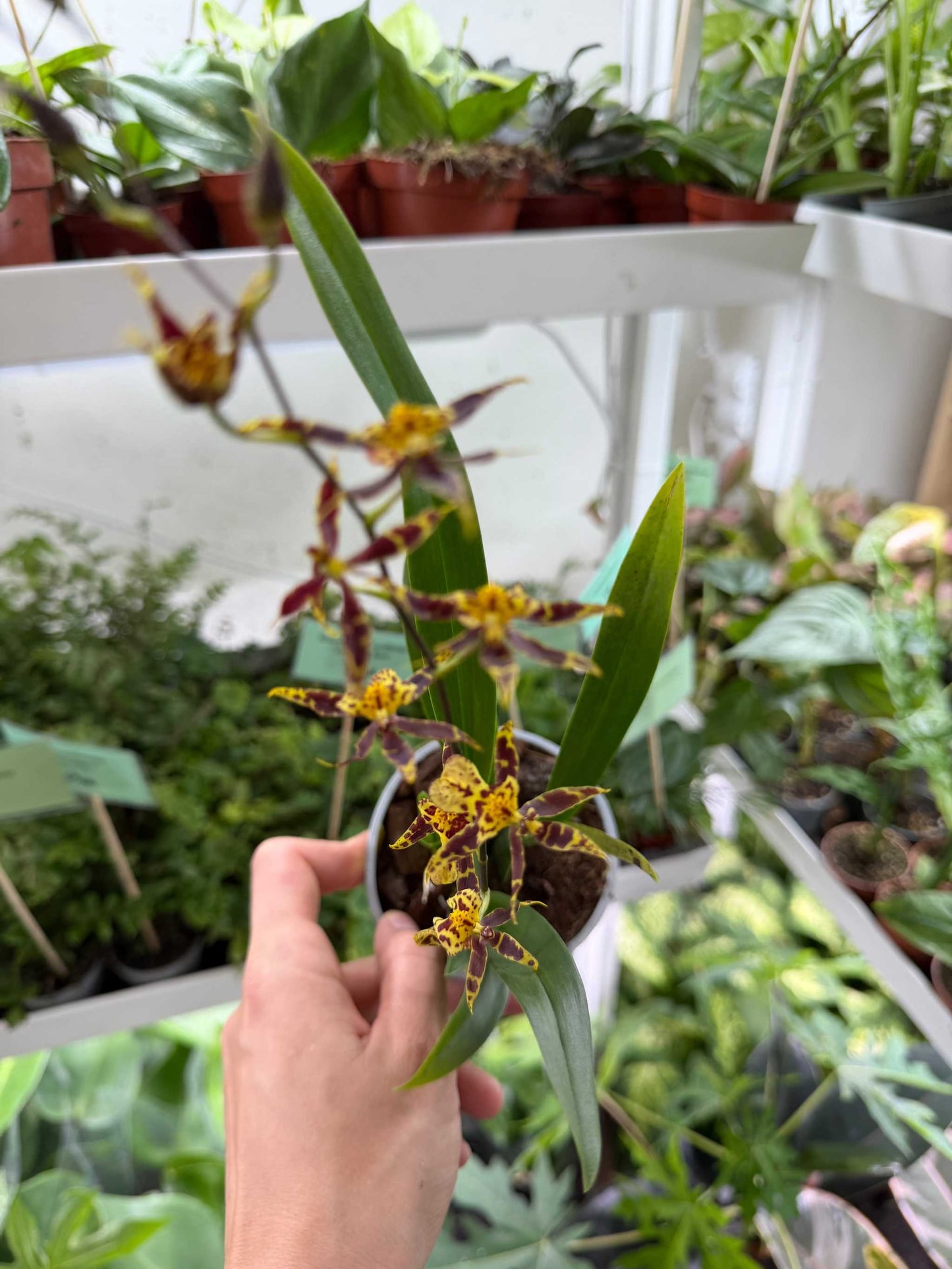 Oncidium 'Titanium treasure'