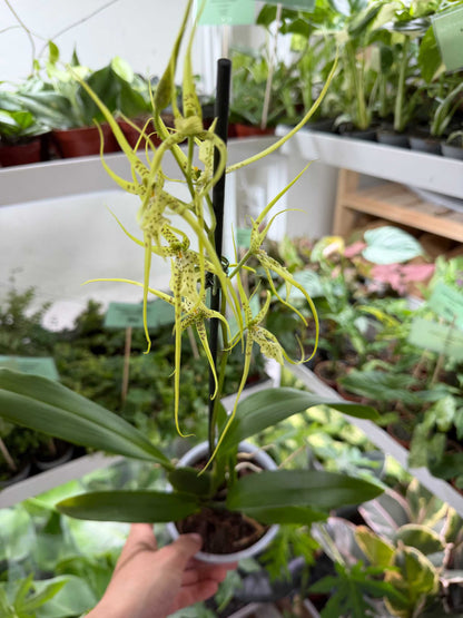 Brassia Orkidéer